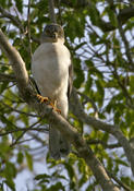 France's Sparrowhawk