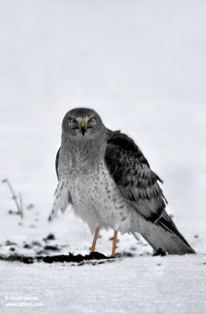 northern harrier 1