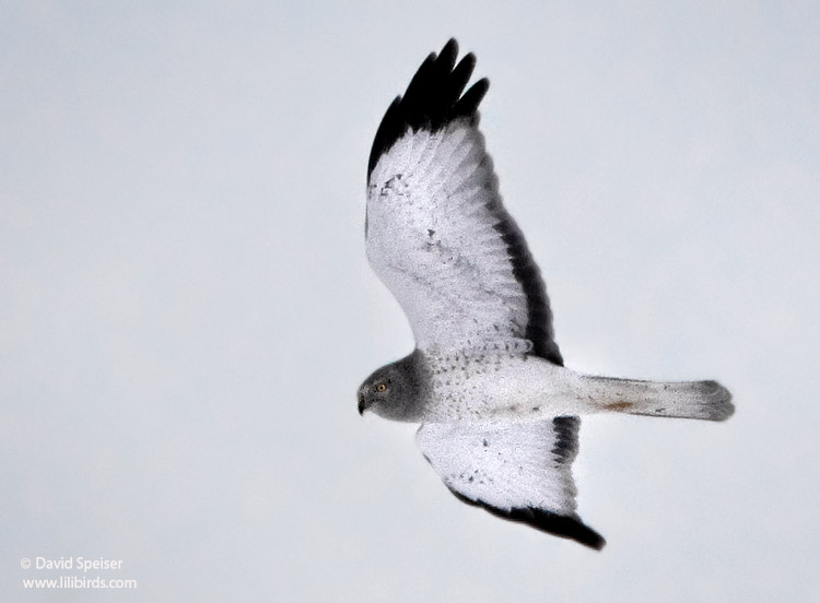 northern harrier 2