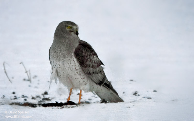 Northern Harrier