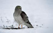 Northern Harrier