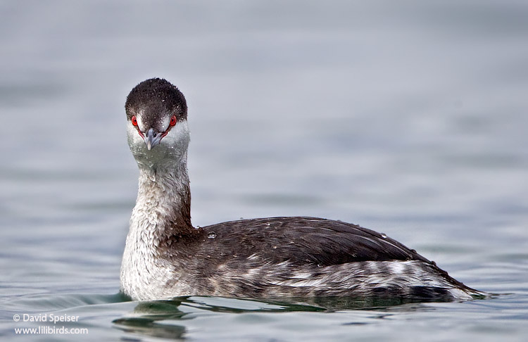 horned grebe 1