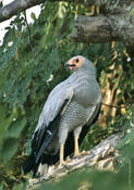 Madagascar-harrier Hawk