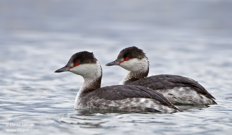 horned grebes