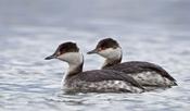 horned grebes