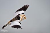 Snow Bunting