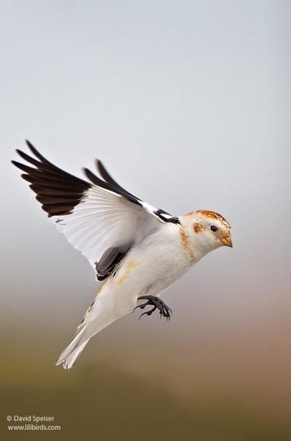 snow bunting 2