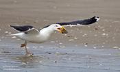 Great black-Backed Gull