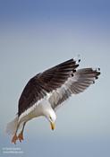 Great black-Backed Gull