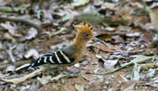 Madagascar Hoopoe