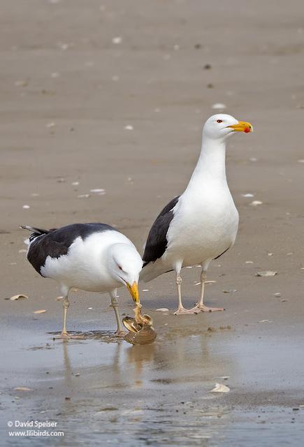 great-black-backed gull 4