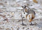 Snow Bunting