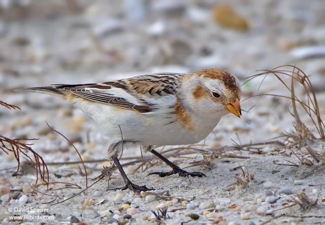 snow bunting 16