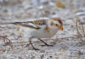 snow bunting 16