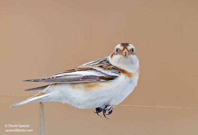 snow bunting 15