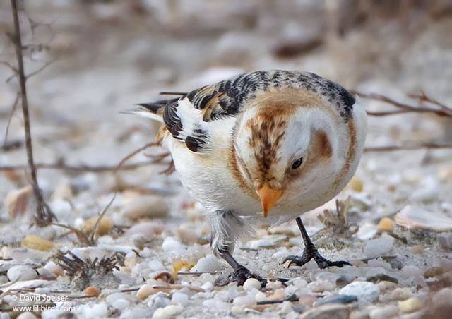 snow bunting 14