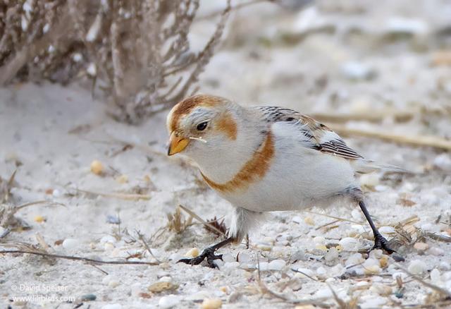 snow bunting 13