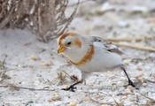 snow bunting 13