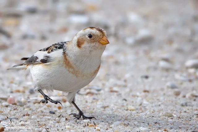 Snow Bunting