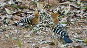 Madagascar Hoopoes