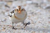 snow bunting 11