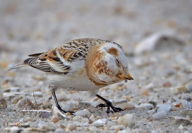 snow bunting 10