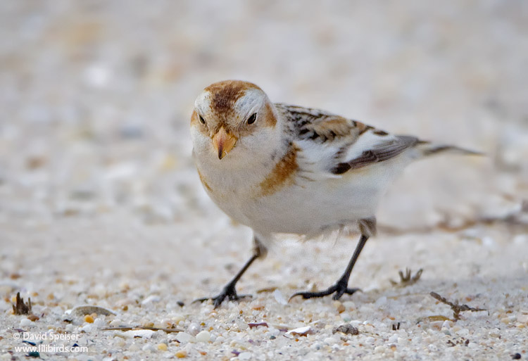 snow bunting 9