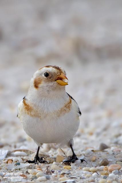 snow bunting 8