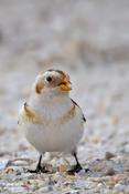 snow bunting 8