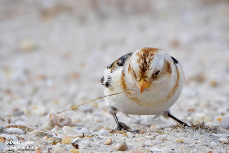 snow bunting 7