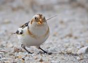 snow bunting 6