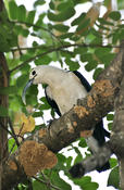 Sickle-billed Vanga