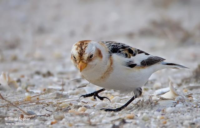 snow bunting 5