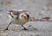 Snow Bunting