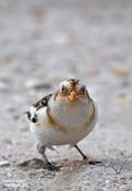 snow bunting 3