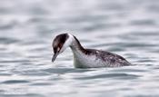 horned grebe 3