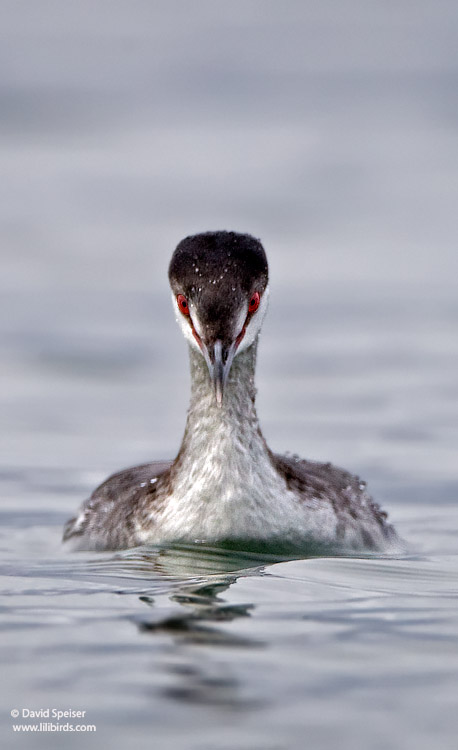 Horned Grebe