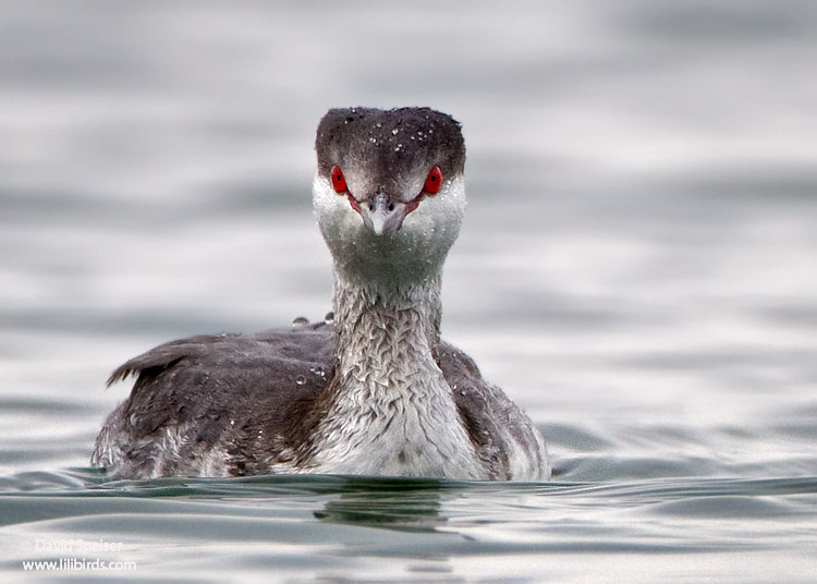 Horned Grebe