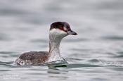 horned grebe 6