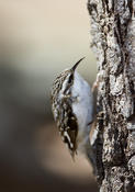 Brown Creeper