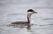 horned grebe 7