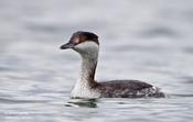 horned grebe 8