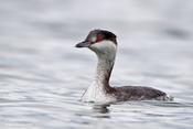 horned grebe 9