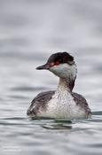 horned grebe 10