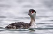 horned grebe 11