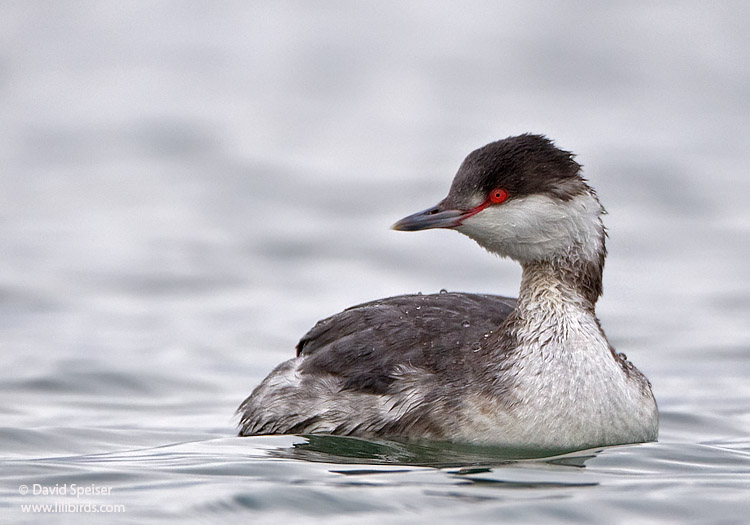 horned grebe 12