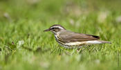 Louisiana Waterthrush