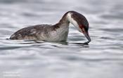 Horned Grebe