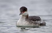 horned grebe 14