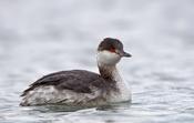 horned grebe 15